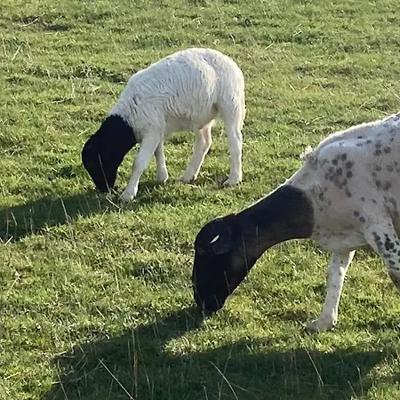 Dom wakacyjny Ferienhaus - Sonnenhaus